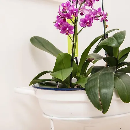 A Due Passi Martina Franca