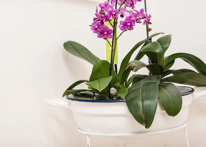 A Due Passi مارتينا فرانكا